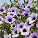 Petunia Surfinia Blue Vein